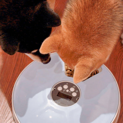 Pet Automatic Round Timing Feeder with 6 Grids Voice Recorder