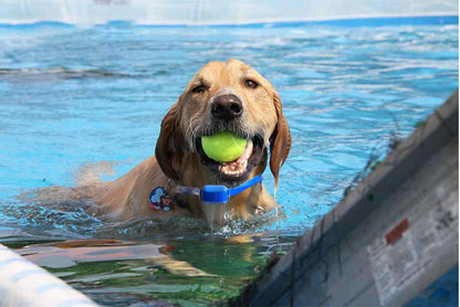 Rechargeable Remote Control Dog Training Device Pet Supplies Rechargeable Bark Stopper - Pimmbi