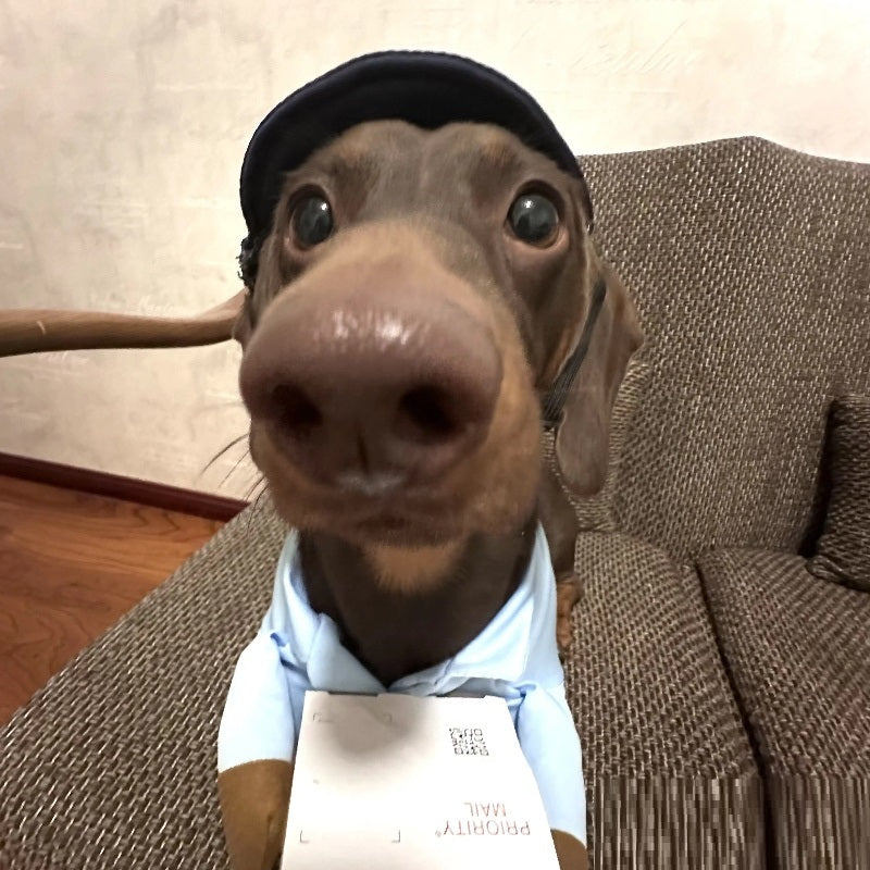 Dog Express Pet Costume Small Dog Halloween Clothing - Pimmbi