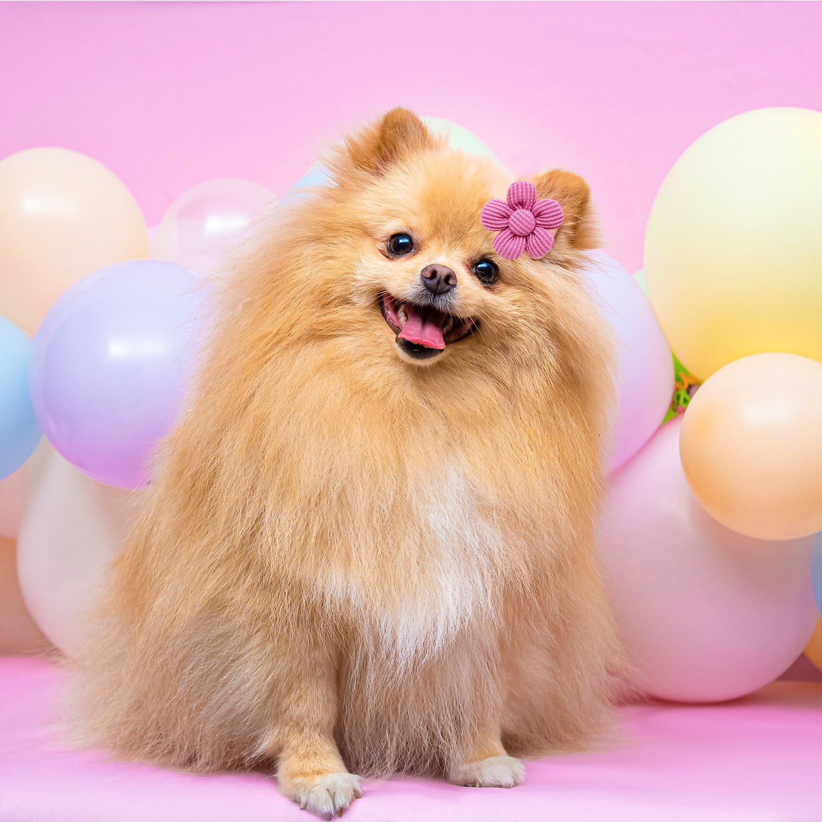 Pet Headdress Flower Spring Flower Solid Color Headdress Flower Dog Cat Accessories - Pimmbi